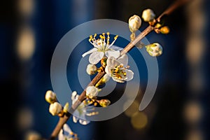 Close-up of blooming cherry blossom and buds