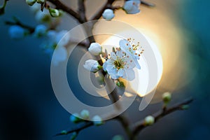 Close-up of blooming cherry blossom and buds