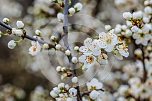 Close-up of blooming cherry blossom and buds