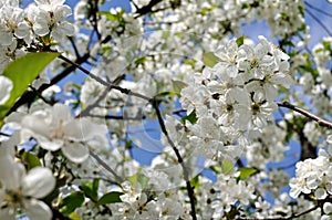 Close-up of blooming cherry tree