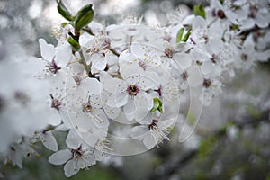Close up of blooming cherry tree, white petals. Blue tint