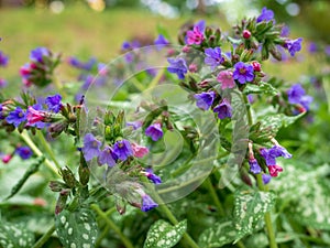 Close-up of blooming common lungwort flowers during spring. Pulmonaria officinalis