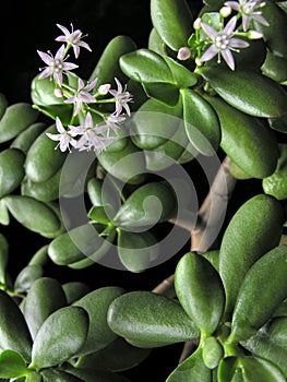 Close-up of blooming Crassula Ovata