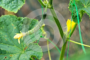 Close-up of blooming cucumbers young plants with yellow flowers in the garden, on a background of green leaves.