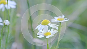 Close up of blooming daisies flowers waving in the wind.