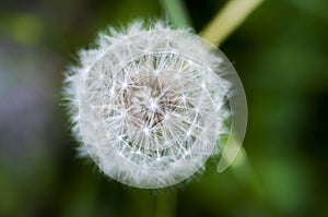 Close-up, blooming, dandelion, tidbit, flower