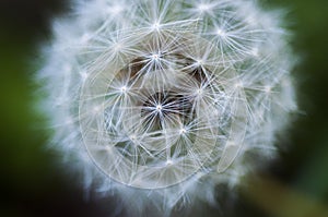 Close-up, blooming, dandelion, tidbit, flower