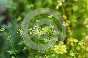 Close up of blooming dill flowers in garden. Yellow flowers of dill Anethum graveolens