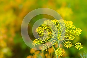 Close up of blooming dill flowers in seasoning kitchen garden. Fresh fennel blossoms on the green colorful bokeh