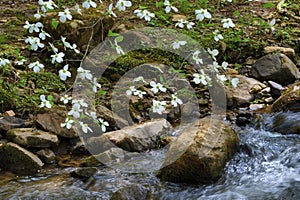 Close up of blooming dogwood branch over boulders in a creek