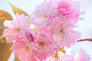 Close up of blooming double cherry blossom