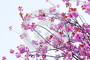 Close up of blooming double cherry blossom and blue sky