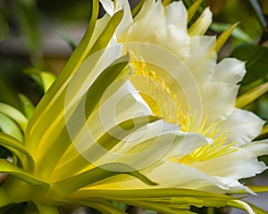 Close-up of blooming dragon fruit flower. Large tropical flower with white petals, yellow stamen.