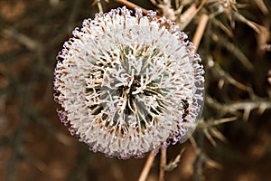 A close-up of a blooming echinops