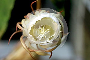 Close up of blooming Epiphyllum oxypetalum