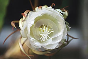 Close up of blooming Epiphyllum oxypetalum