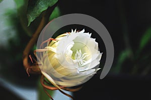 Close up of blooming Epiphyllum oxypetalum