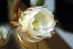 Close up of blooming Epiphyllum oxypetalum