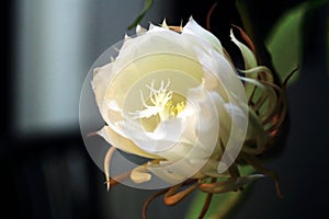 Close up of blooming Epiphyllum oxypetalum