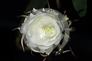 Close up of blooming Epiphyllum oxypetalum