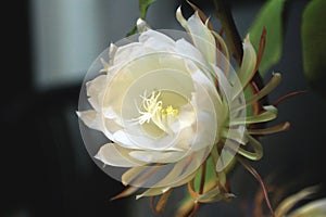 Close up of blooming Epiphyllum oxypetalum