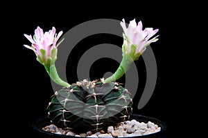 Close up blooming flower of gymnocalycium lb2178 cactus