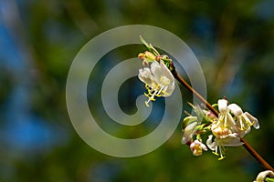 Close-up of blooming flower winter honeysuckle Lonicera fragrantissima standishii, or January jasmine, Chinese honeysuckle