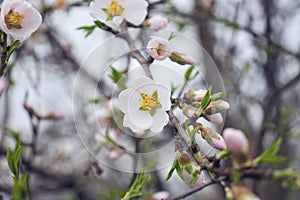 Close up blooming flowers of apricot tree concept photo. Blossom spring. Photography with blurred background. High quality picture
