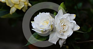 Close-up blooming flowers and bud of Gardenia jasminoides or gardenia or cape jasmine