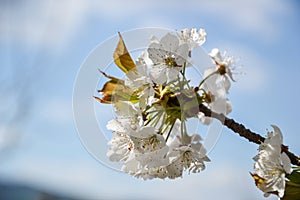 Close up of blooming flowers of cherry tree branch in spring time. Shallow depth of field. Cherry blossom detail on sunny day