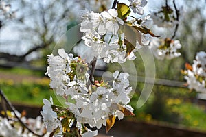 Close up of blooming flowers of cherry tree branch in spring time. Shallow depth of field. Cherry blossom detail on sunny day