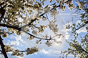 Close up of blooming flowers of cherry tree branch in spring time. Shallow depth of field. Cherry blossom detail on sunny day