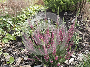 Close up blooming fresh purple pink heather plant on rock garden background, selective focus