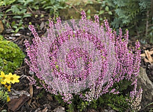 Close up blooming fresh purple pink heather plant on rock garden background, selective focus