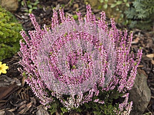 Close up blooming fresh purple pink heather plant on rock garden background, selective focus