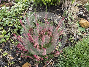 Close up blooming fresh purple pink heather plant on rock garden background, selective focus