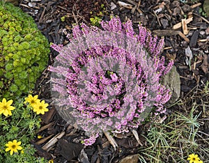 Close up blooming fresh purple pink heather plant on rock garden background, top view, selective focus