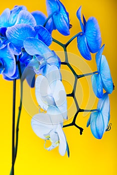 Close up blooming gradient blue and white potted phalaenopsis orchid flowers on bright yellow background. Artificially