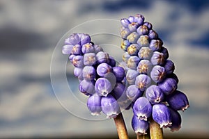 close-up of blooming grape hyacinth flowers in a meadow in spring