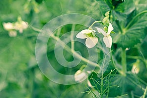 Blooming green pea plants in the field