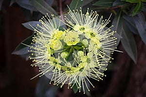 Close up at Blooming and green pollen of Fairy petticoatsElaeocarpus grandiflorus Sm. or Lily of the valley decorated in the