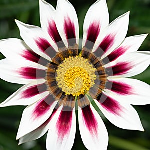 Close-up of a blooming Harsh gazania flower