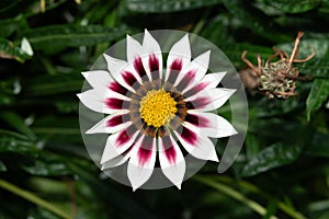 Close-up of a blooming Harsh gazania flower in a garden