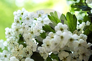 Close up of blooming hawthorn tree branch against bright natural green background