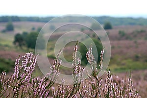 Close-up of blooming heath photo