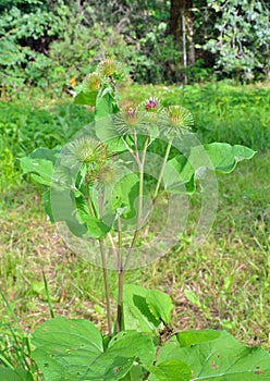 Blossoming burdock Arcticum lappa 1