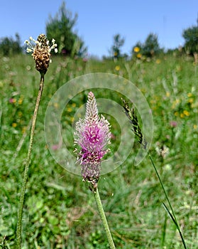 Close up blooming Hoary plantain growing wild in green grassy meadow