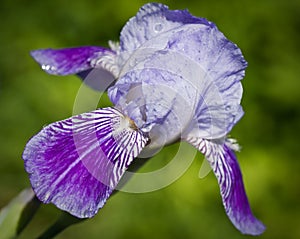 Close up of blooming iris