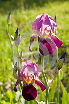 Close up of blooming Iris