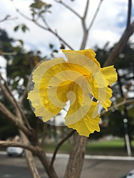 Yellow lapacho flower